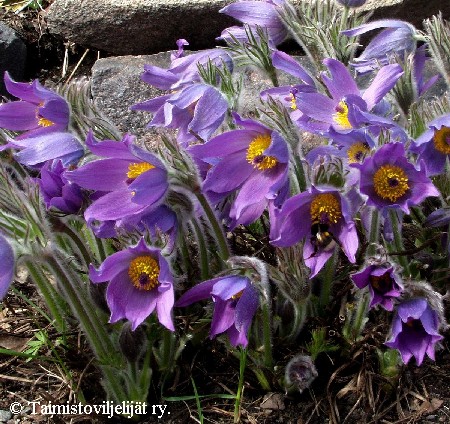 Pulsatilla vulgaris